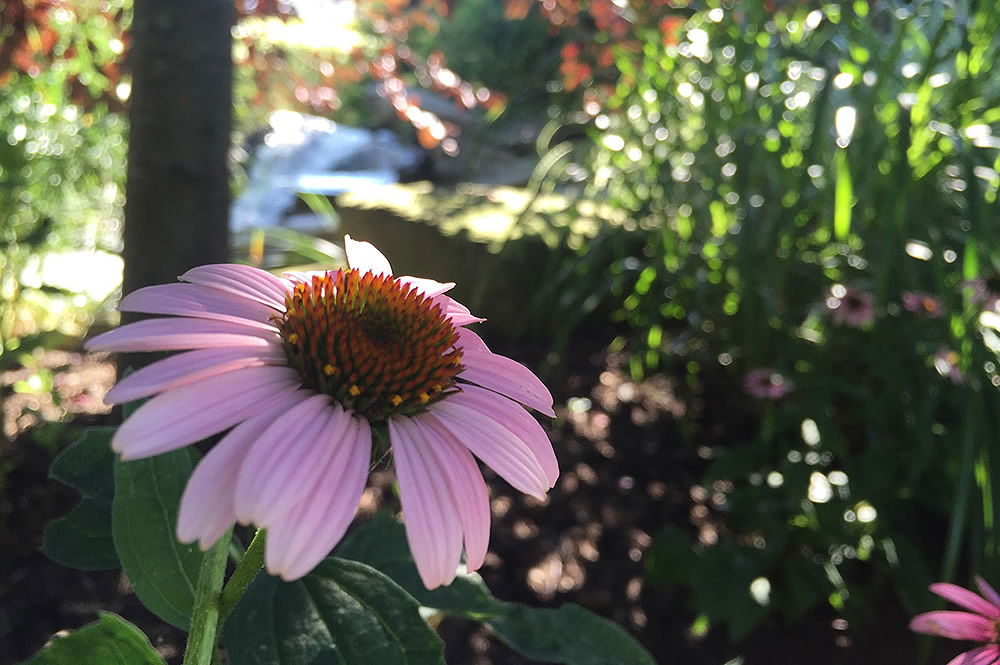 Botanical Gardens at the Creation Museum