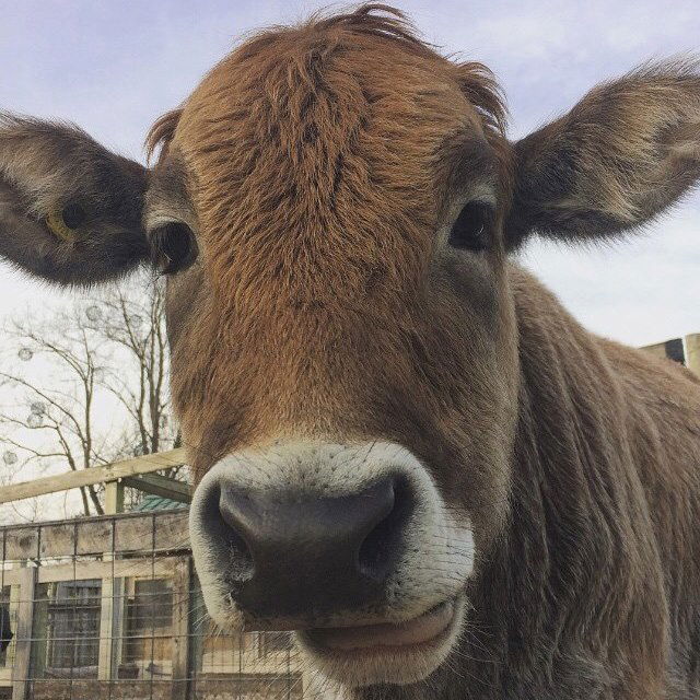 Zebu Steer