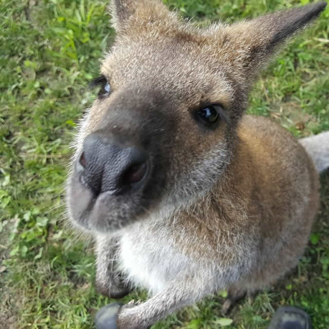 Wallaby