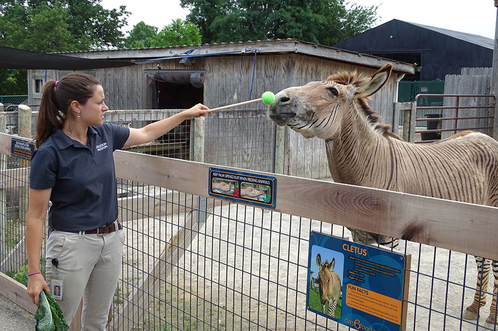 Zorse Playing with Trainer