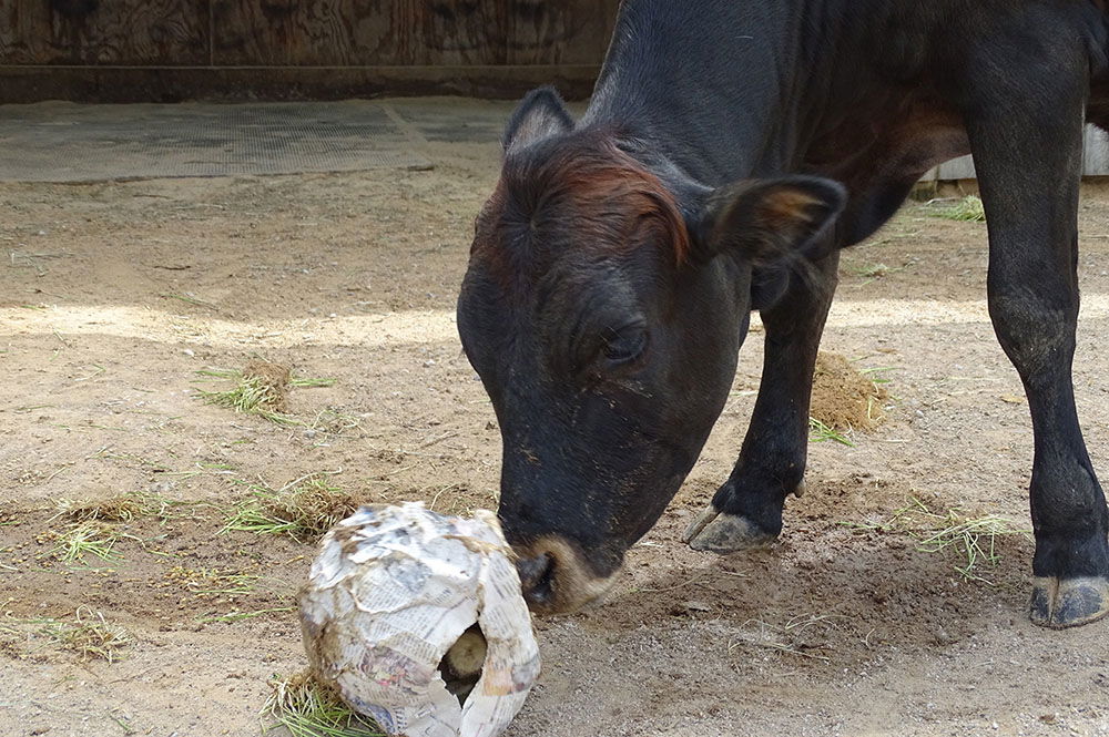 Miniature Cow Playing with Paper Mache Toy