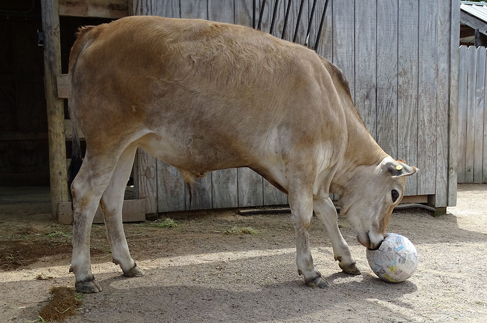 Cow with Paper Mache Toy