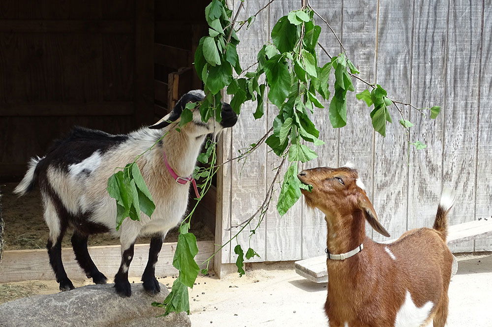 Two Goats Eating Leaves