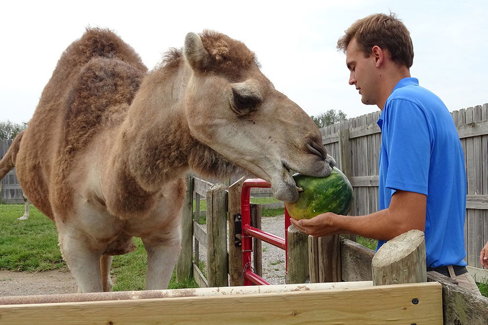 Trainer Feeding Camel a Watermelon