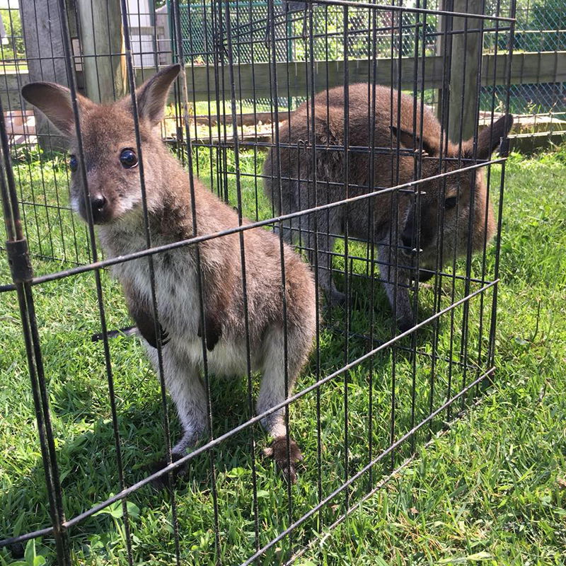 Boomer with Skippy