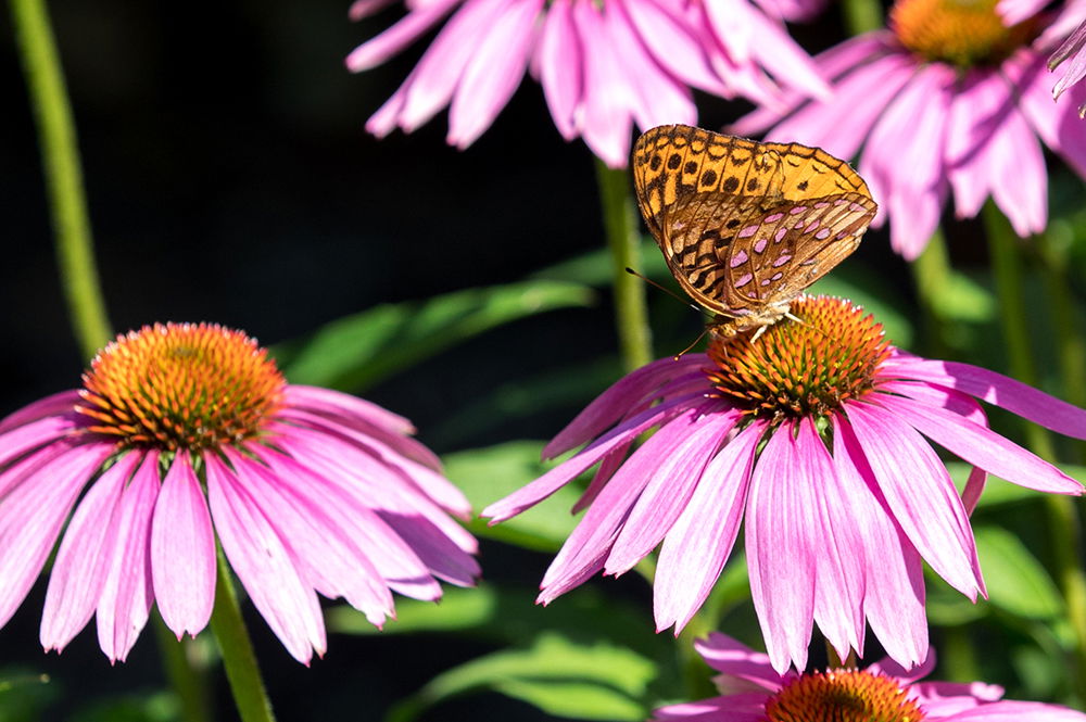 Butterfly on Flower in Botanical Gardens