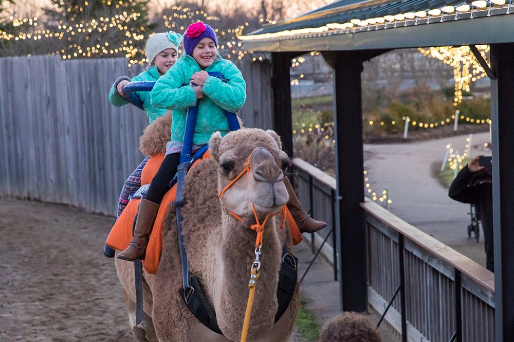 Children Taking Camel Ride at ChristmasTown at the Creation Museum