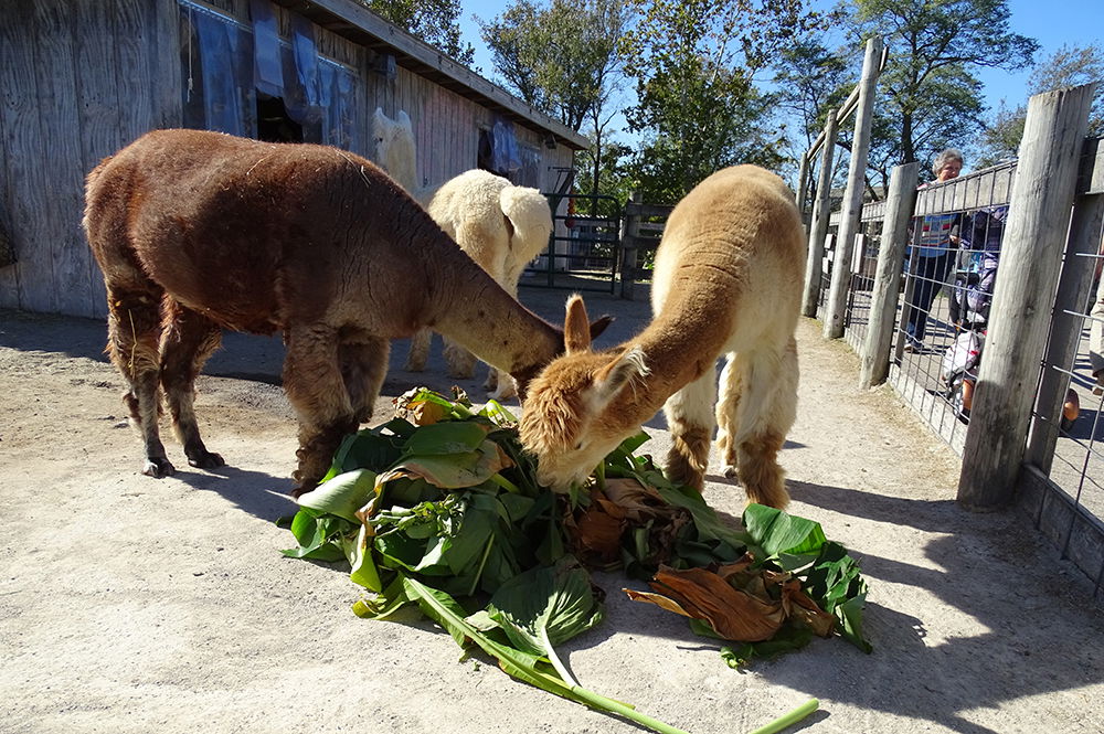 Fall in the Eden Animal Experience