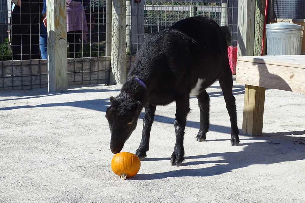 Fall in the Eden Zoo