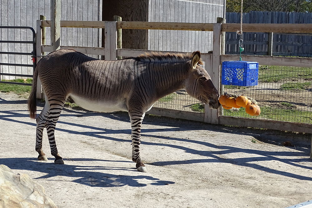 Fall in the Eden Animal Experience