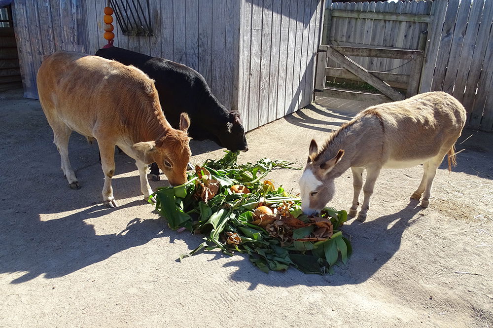 Fall in the Eden Animal Experience