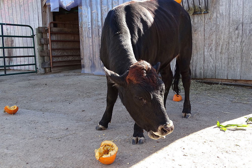 Fall in the Eden Animal Experience