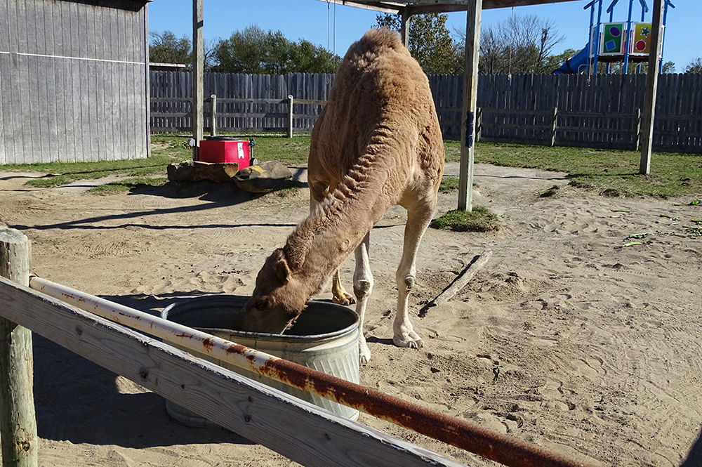 Fall in the Eden Animal Experience