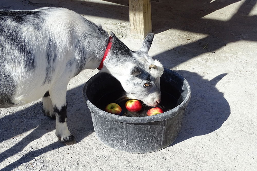 Fall in the Eden Animal Experience