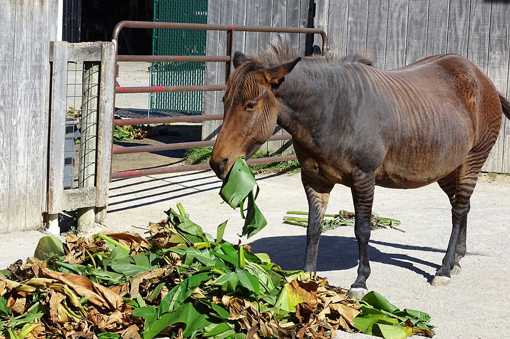 Fall in the Eden Animal Experience