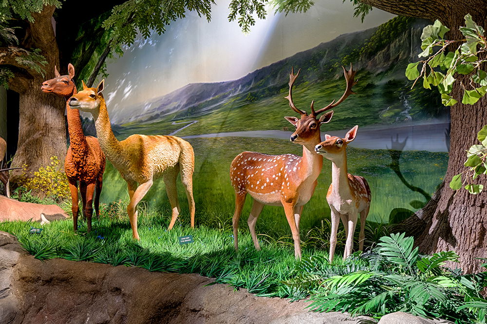 4 Christmas Specials You Don’t Want to Miss | Creation Museum