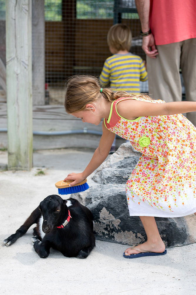 Girl Brushing Goat