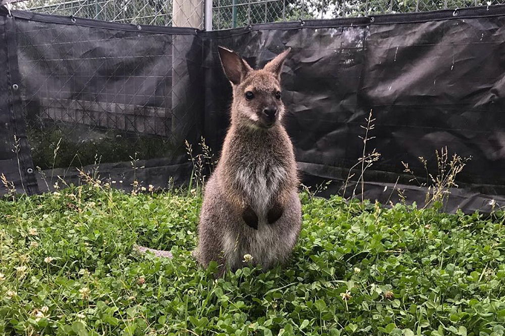 BamBam the Wallaby at the Eden Animal Experience