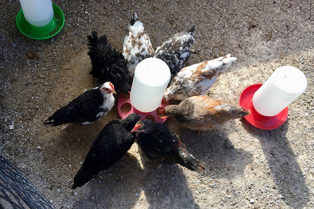 Malaysian Serama Chicks at the Eden Animal Experience