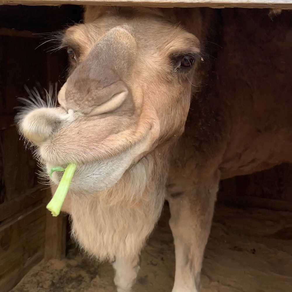 Funny Camel Captions For Instagram Cool Attitude Captions