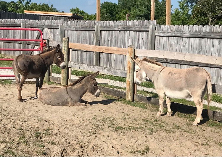 Athaliah and Vashti the Miniature Donkeys