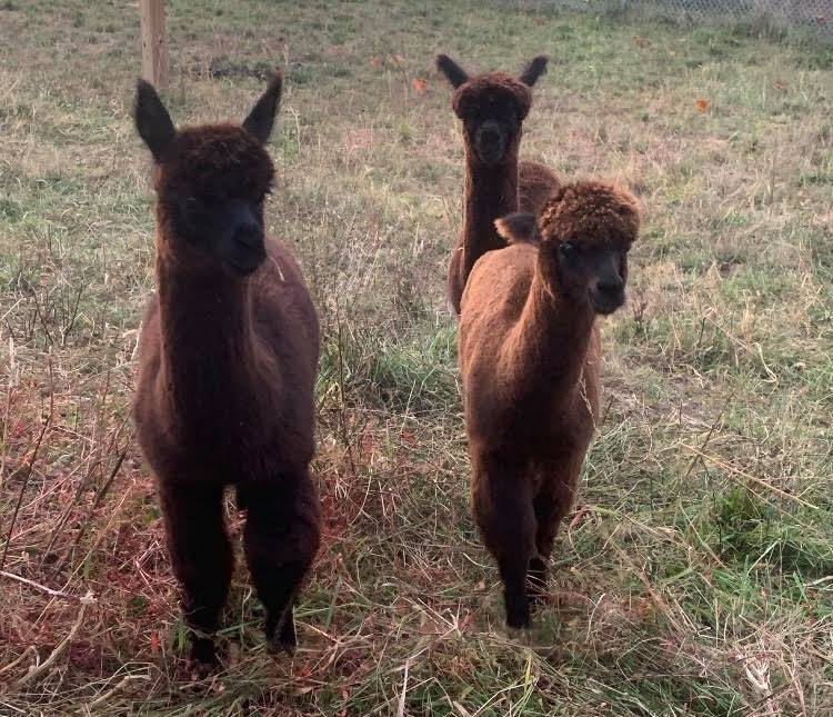 Bilbo, Samwise, and Frodo the Alpacas