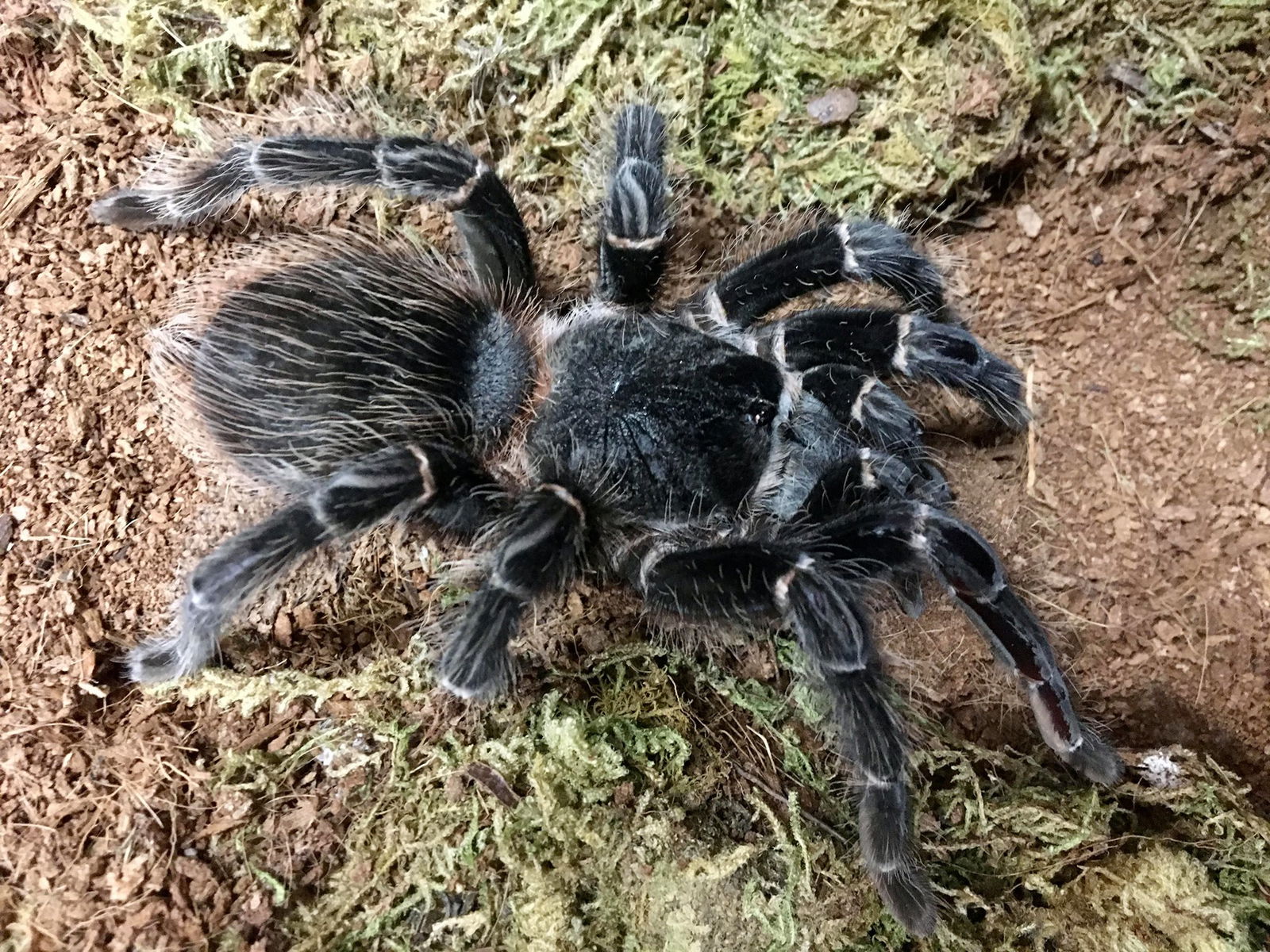 Bitsy the Brazilian Salmon Pink Bird-Eating Tarantula