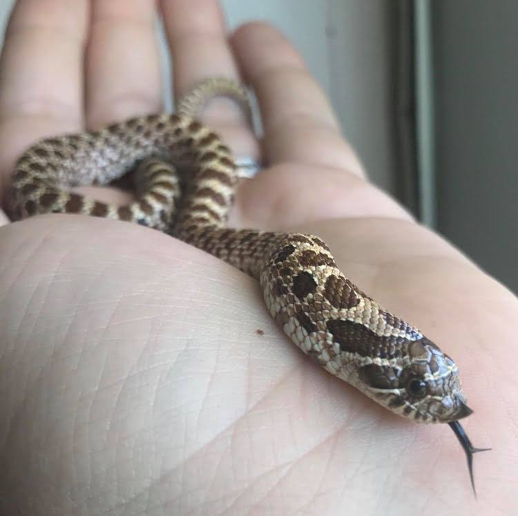 Miss Piggles the Western Hognose Snake