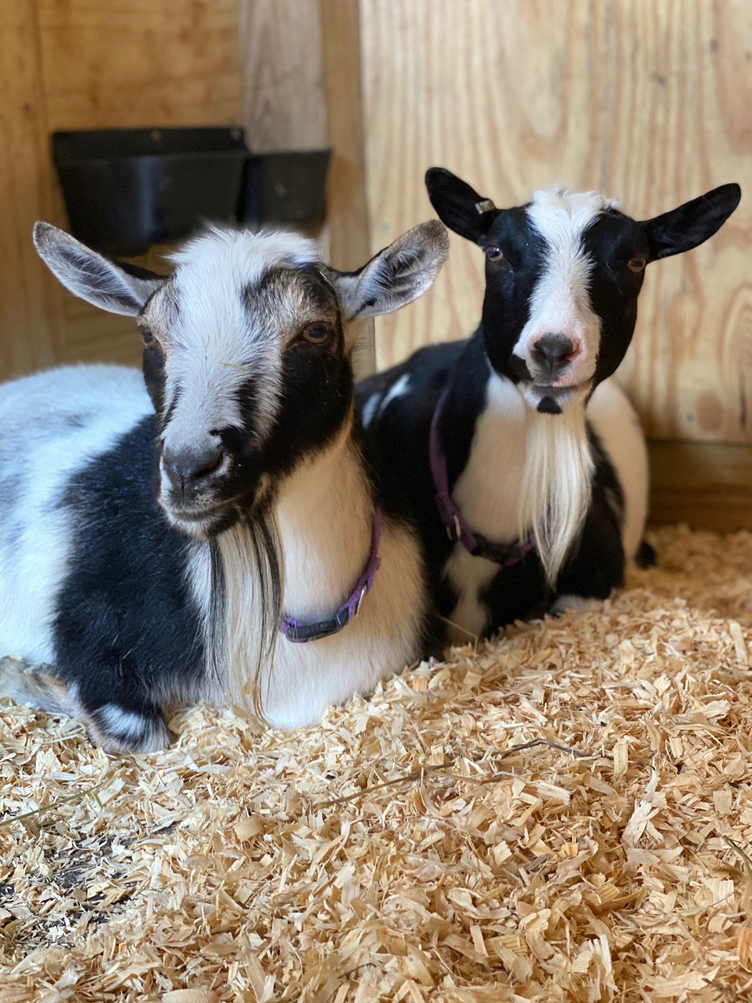 Kasl and Naphtali the Pygmy Goats