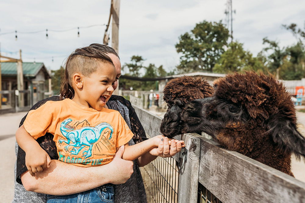 Guests with Alpaca