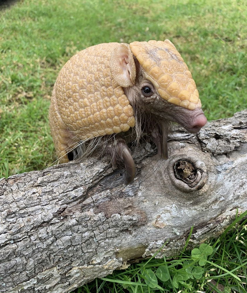 Boulder the Armadillo