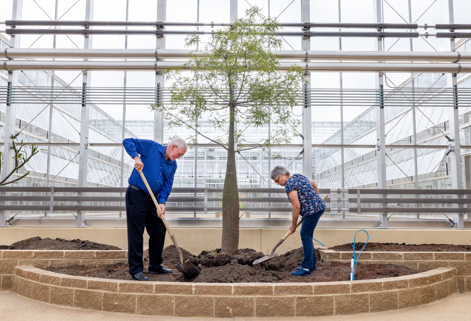 Ken and Mally's Bottle Tree Move to the Conservatory