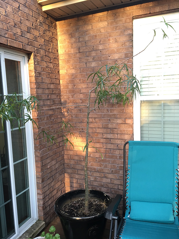 Ken and Mally's Bottle Tree