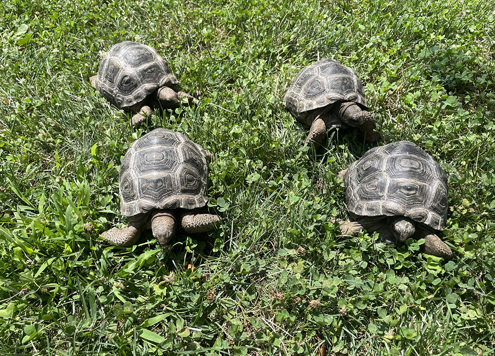 Aldabra Tortoises