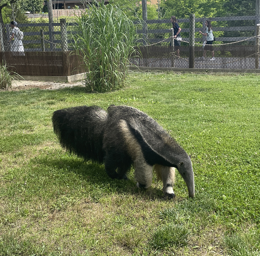 Anteater