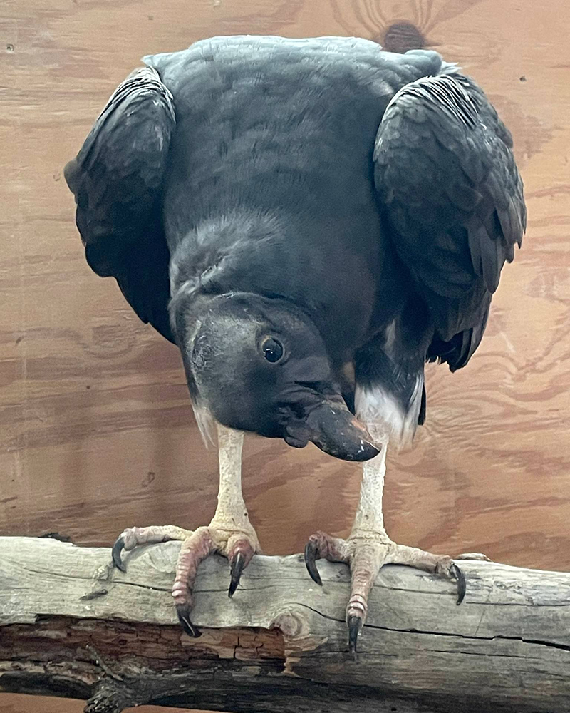 King Vulture