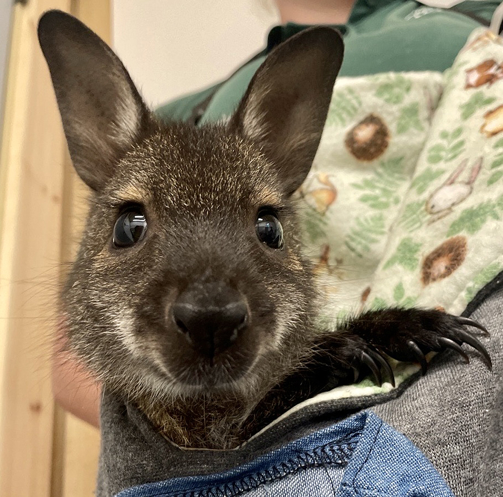 Bennett's Wallaby