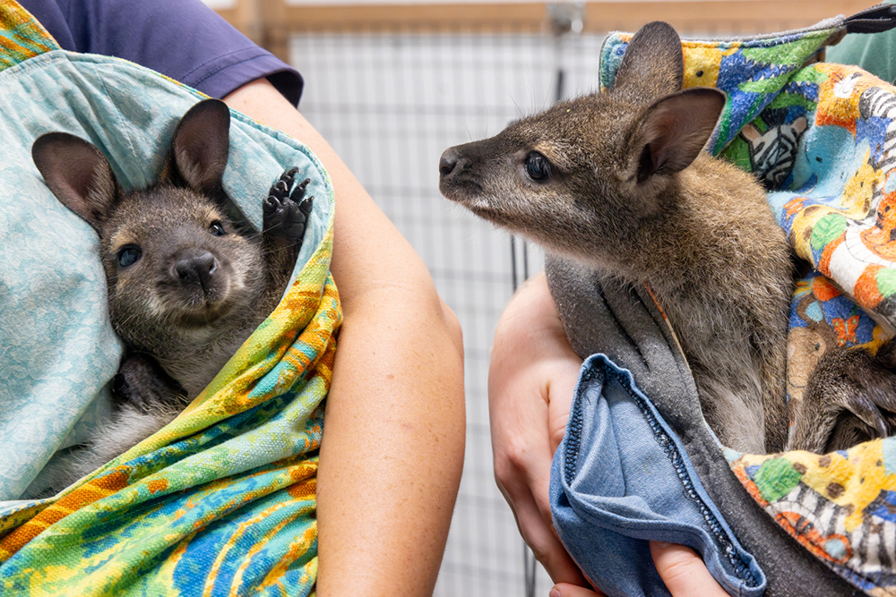 Jane and Kitty the Wallabies