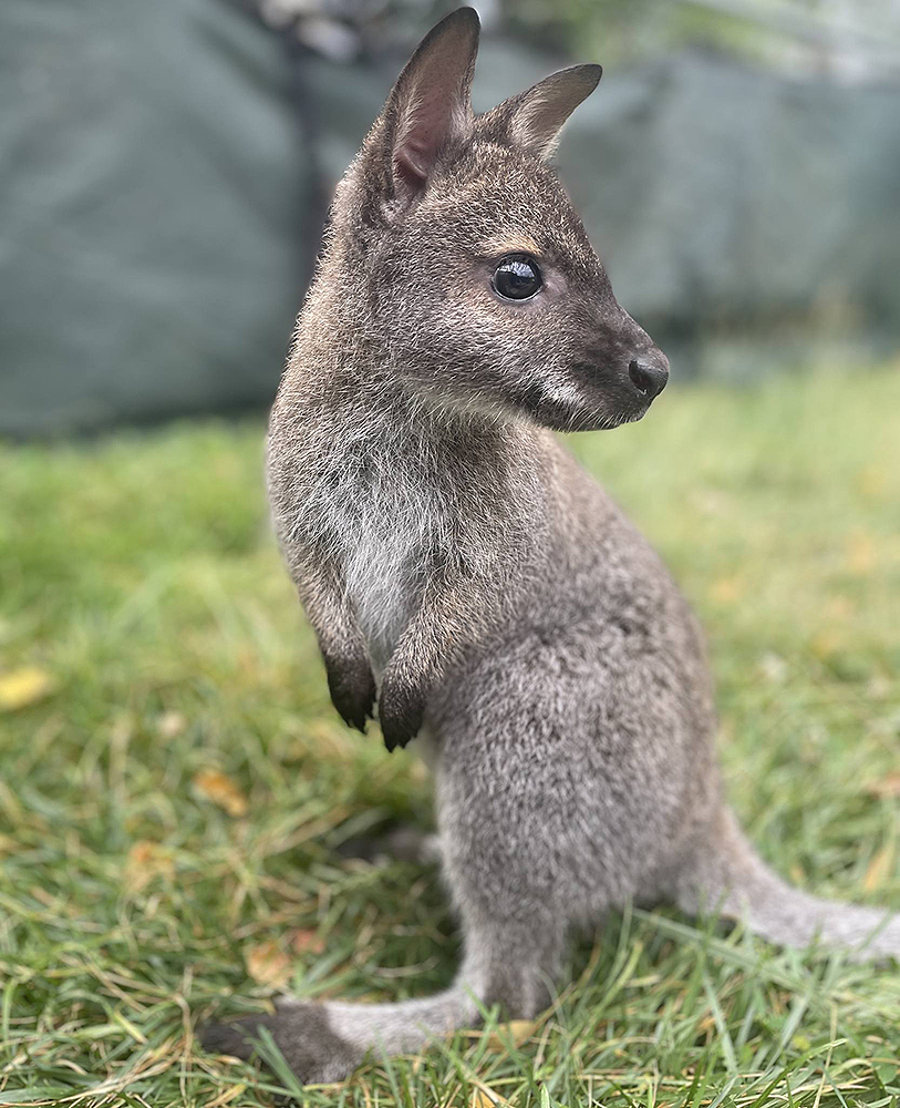 Bennett's Wallaby