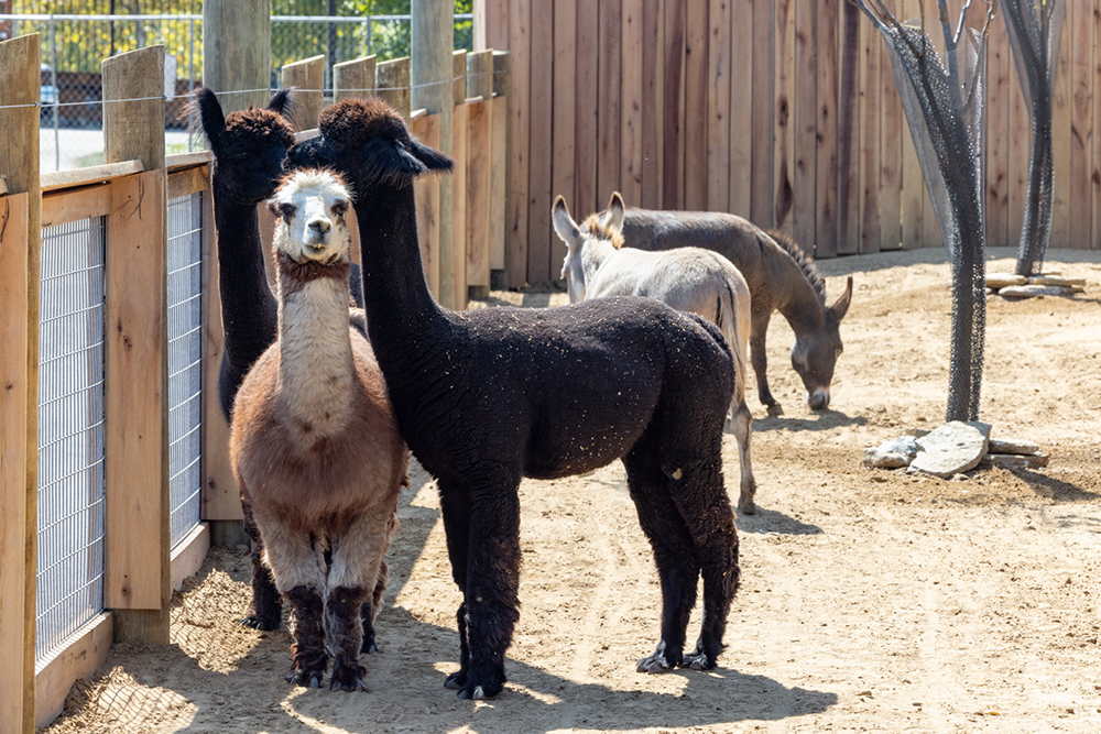 Alpacas and Donkeys in the Creation Zoo