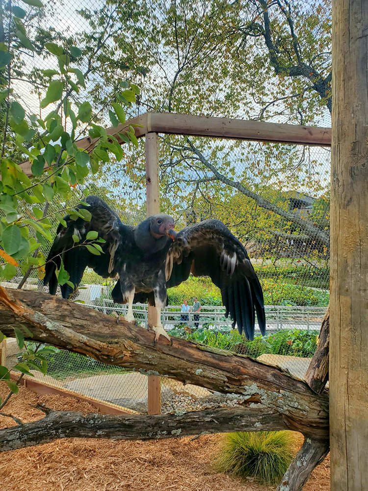 King Vulture in the Creation Zoo