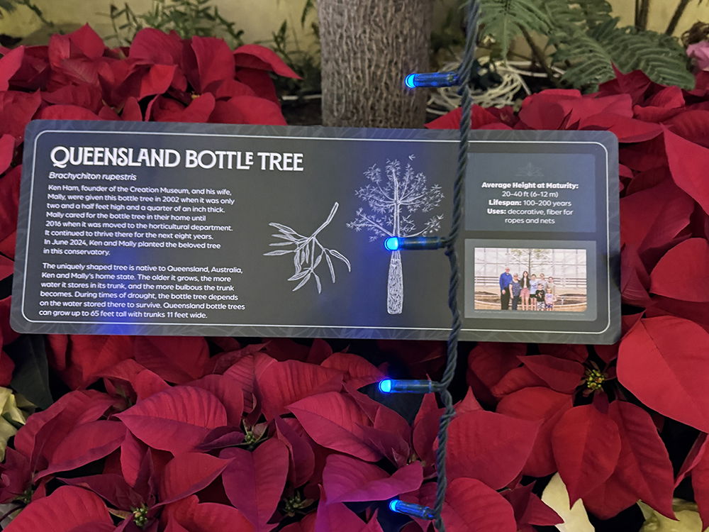 Plants of the Bible Conservatory Christmas