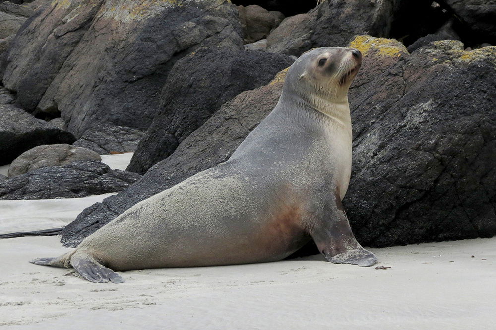 New Zealand Sea Lion