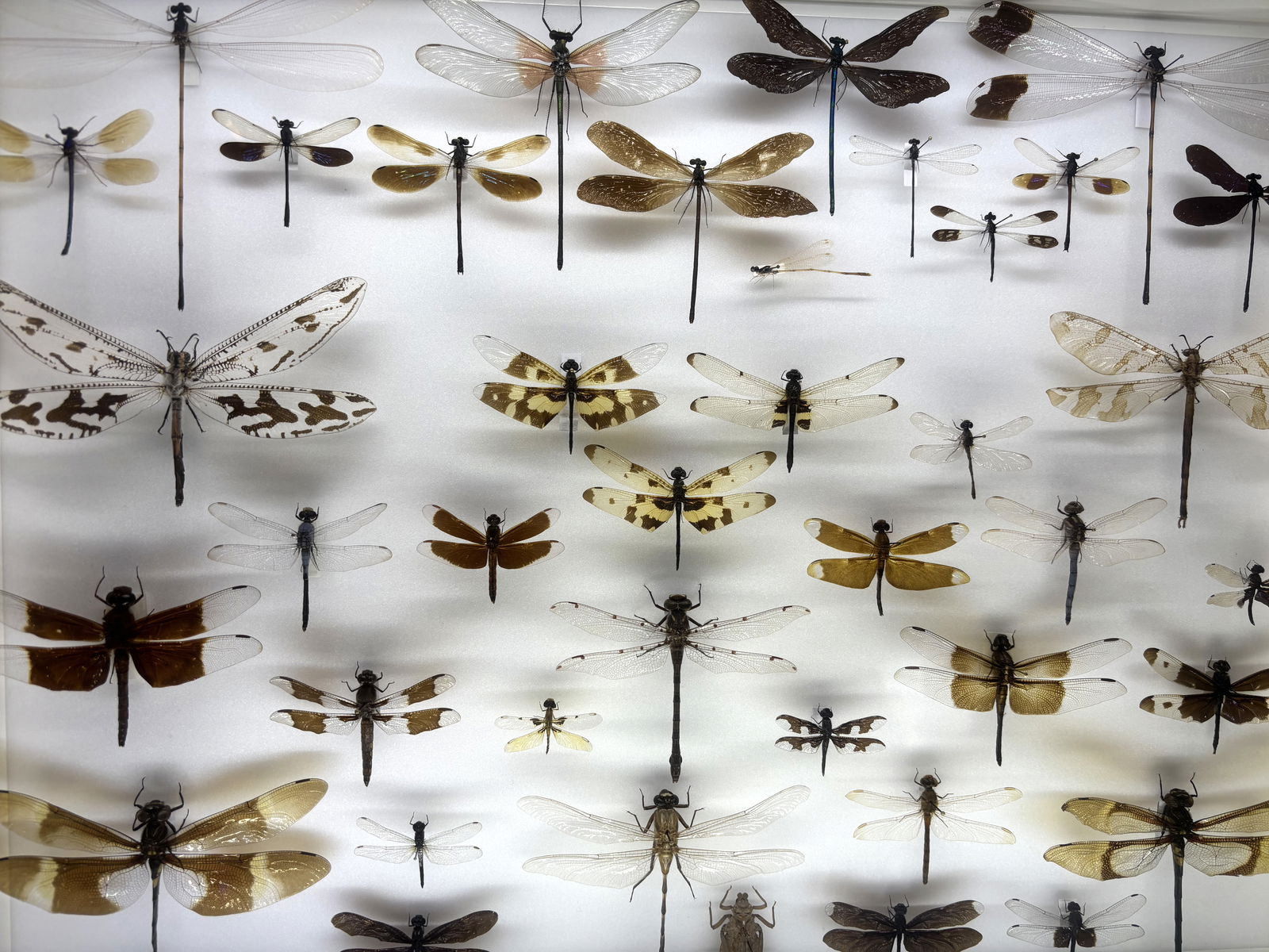 Dr. Crawley's Insectorium Dragonfly Display