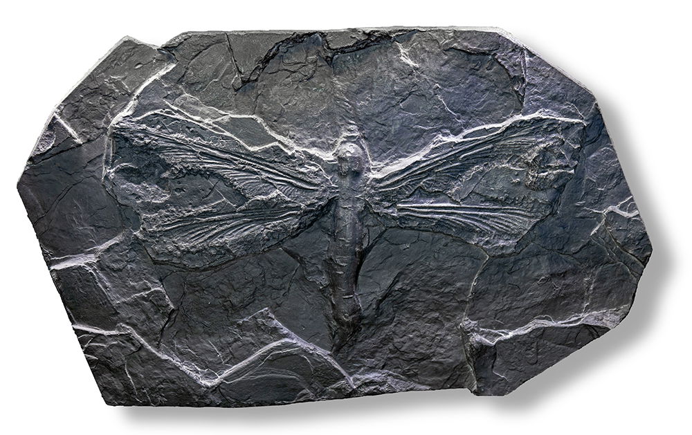 Meganeura Fossil