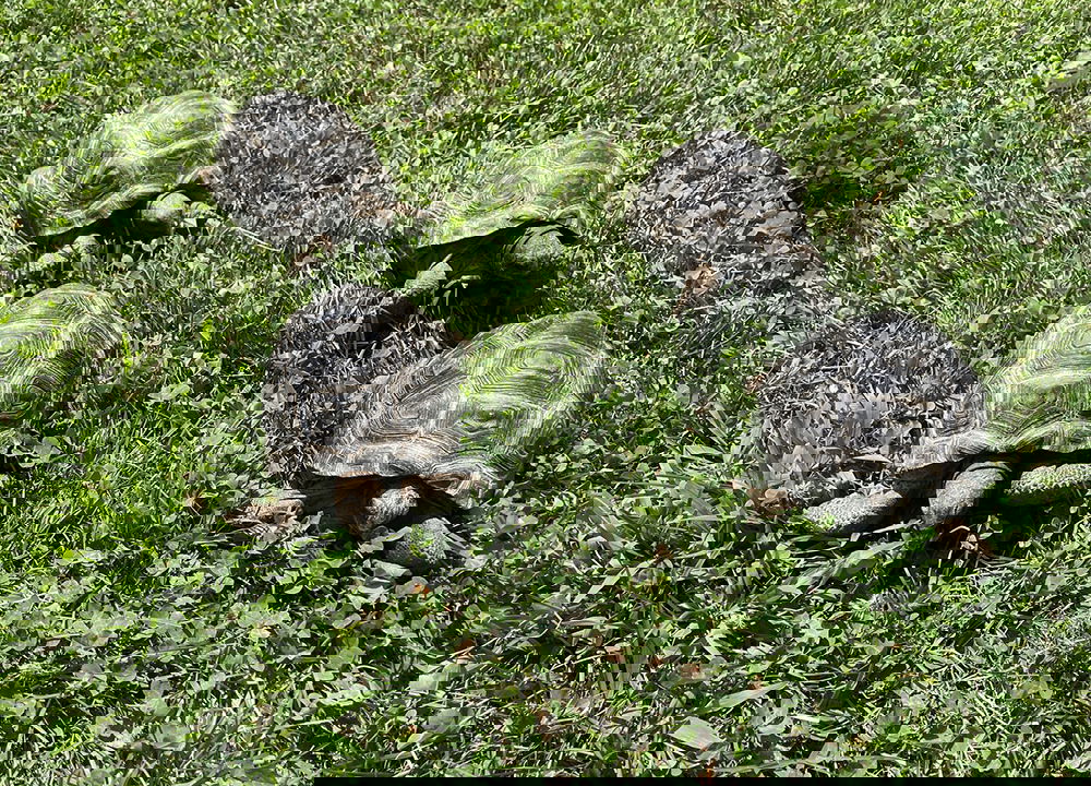 Aldabra Tortoises