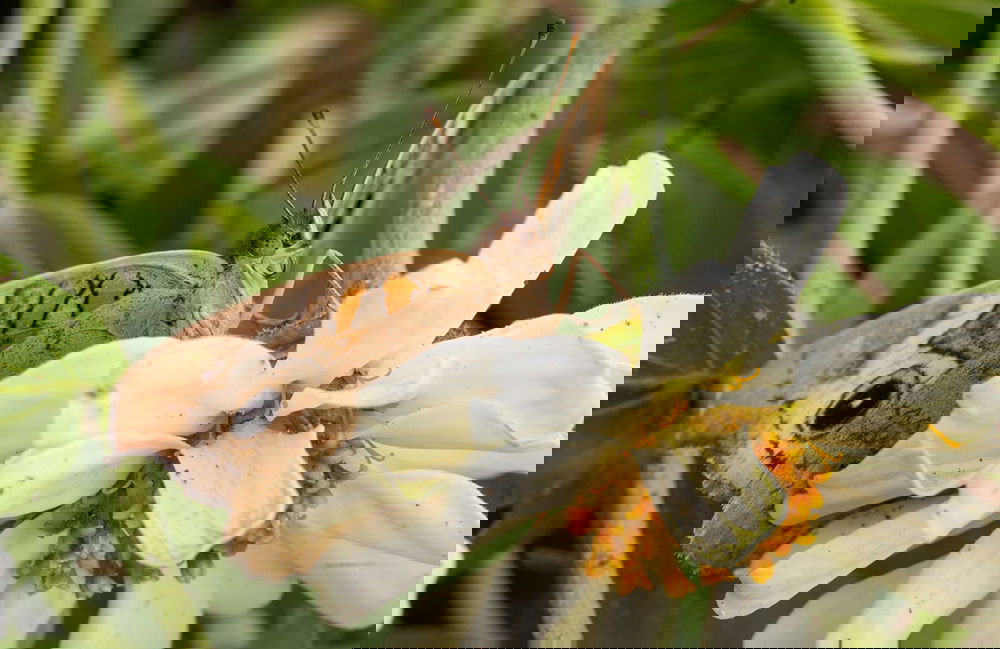 Butterfly House