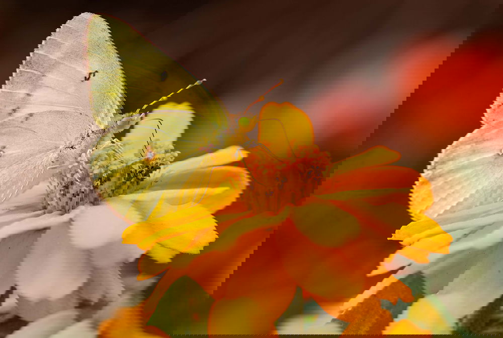 Butterfly House