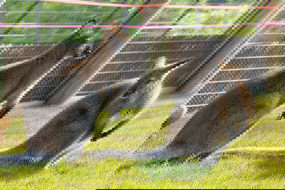 Wallaby Walkabout