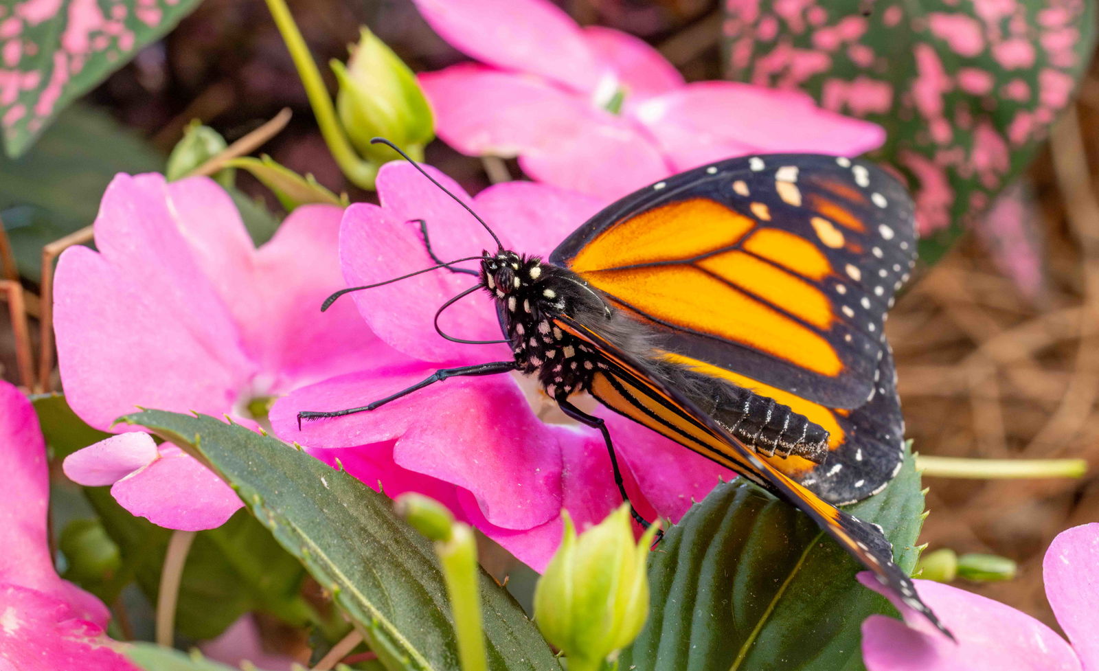 Butterfly House Now Open